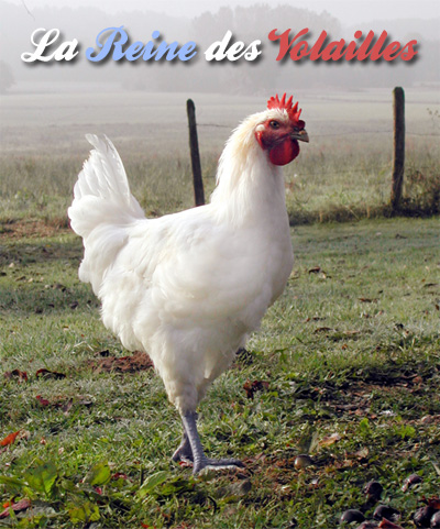 Poulet de Bresse 71 Louhans